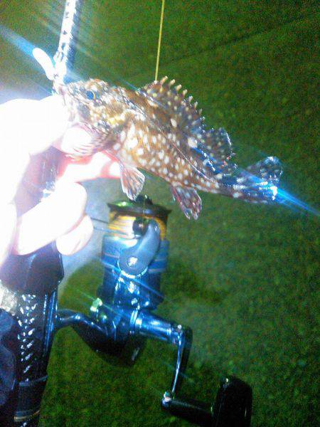 エギングランガン❤